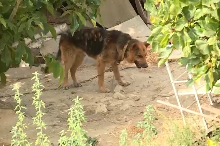Maus-tratos em quinta no Tabuaço