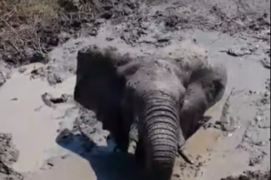 Elefante preso na lama há dois dias salvo por fiscais em parque moçambicano