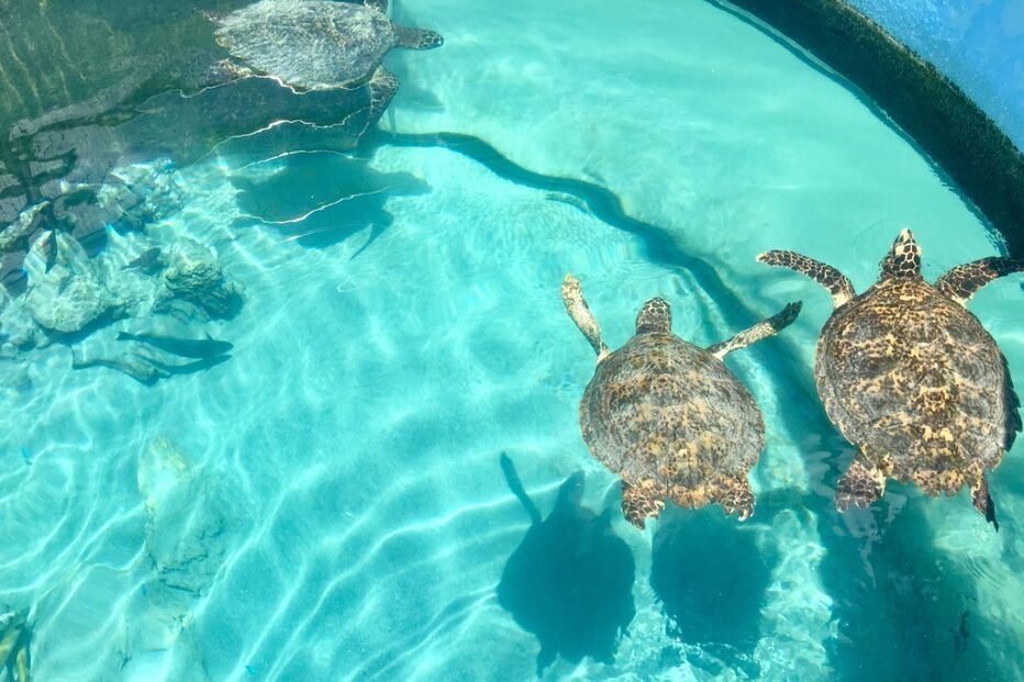 Tartarugas precisam de cuidados especiais para evitar choque térmico no verão