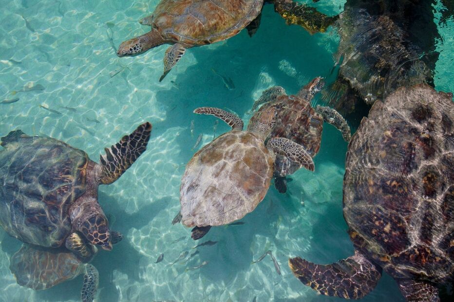 Tartarugas precisam de cuidados no verão; água fresca e sombra são essenciais