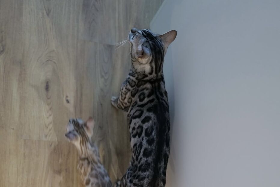 Sakura, a nova gata de Patrícia Mamona, conquista corações.

