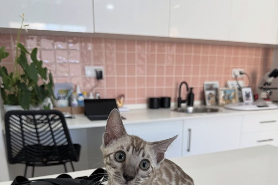 Sakura, a gata de Patrícia Mamona, conquista corações.
