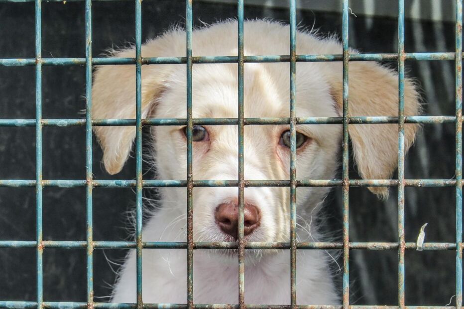 Abandono de animais aumenta após o Natal em Portugal, com Setúbal, Porto, Braga, Faro e Lisboa no topo
