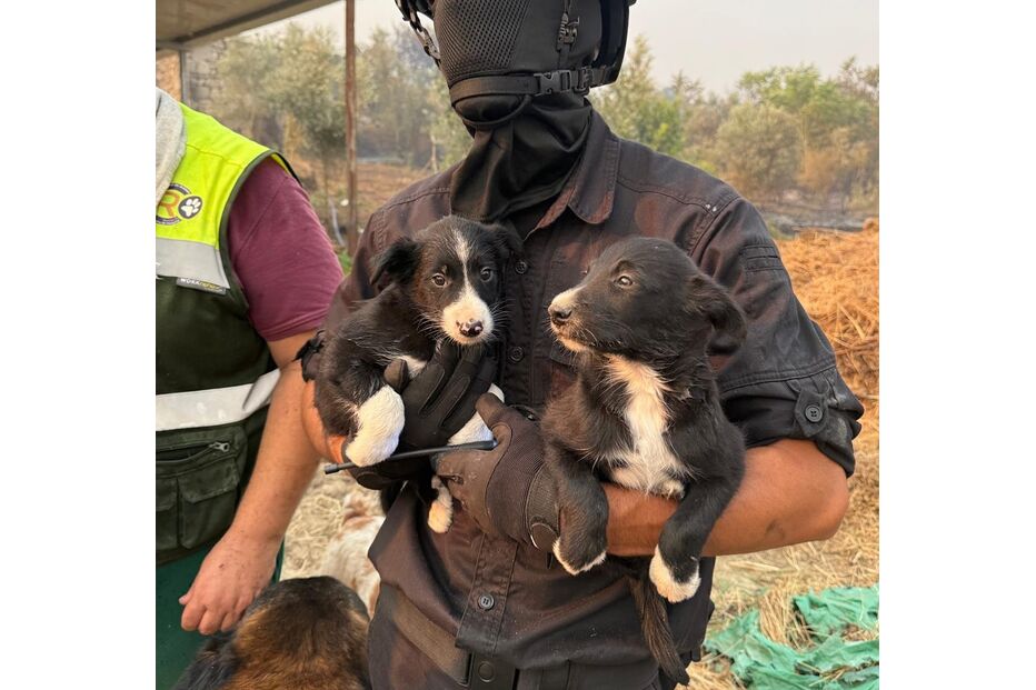 Após incêndio em Oliveira do Hospital, figuras públicas unem-se para ajudar Pedro a reconstruir a casa e a cuidar dos animais