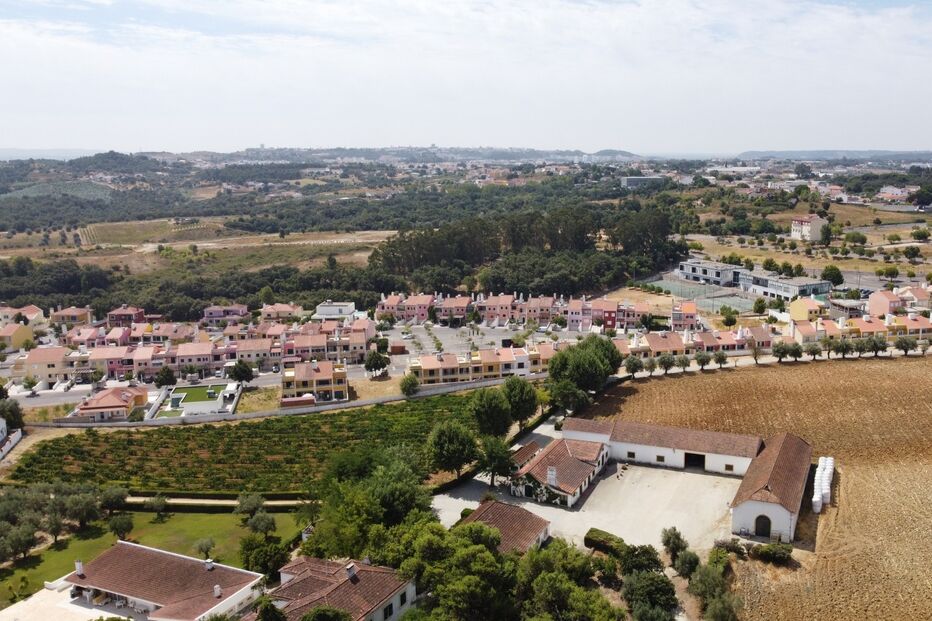 Toiros em Santarém perto de casas; autoridades procuram animais