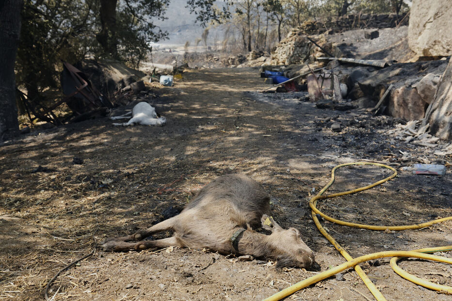 Incêndios em Espanha destroem habitats protegidos de espécies ameaçadas