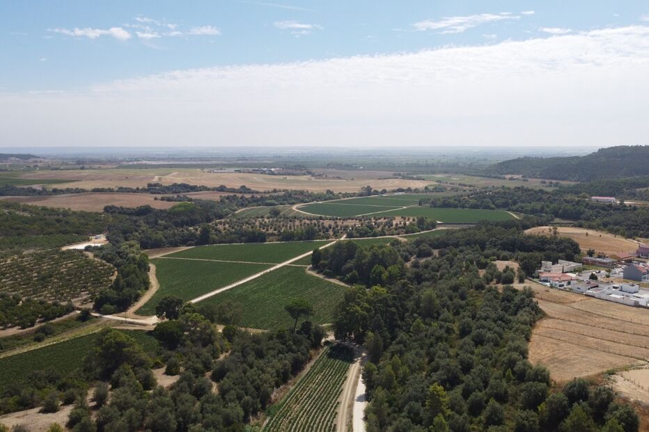 Abate de toiros em Santarém após impossibilidade de captura