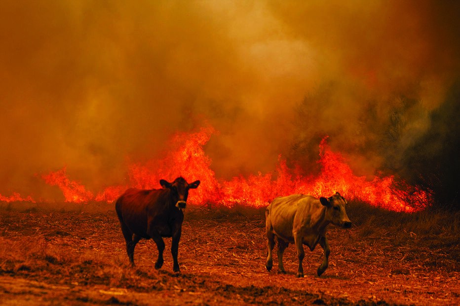 Animais fogem do fogo