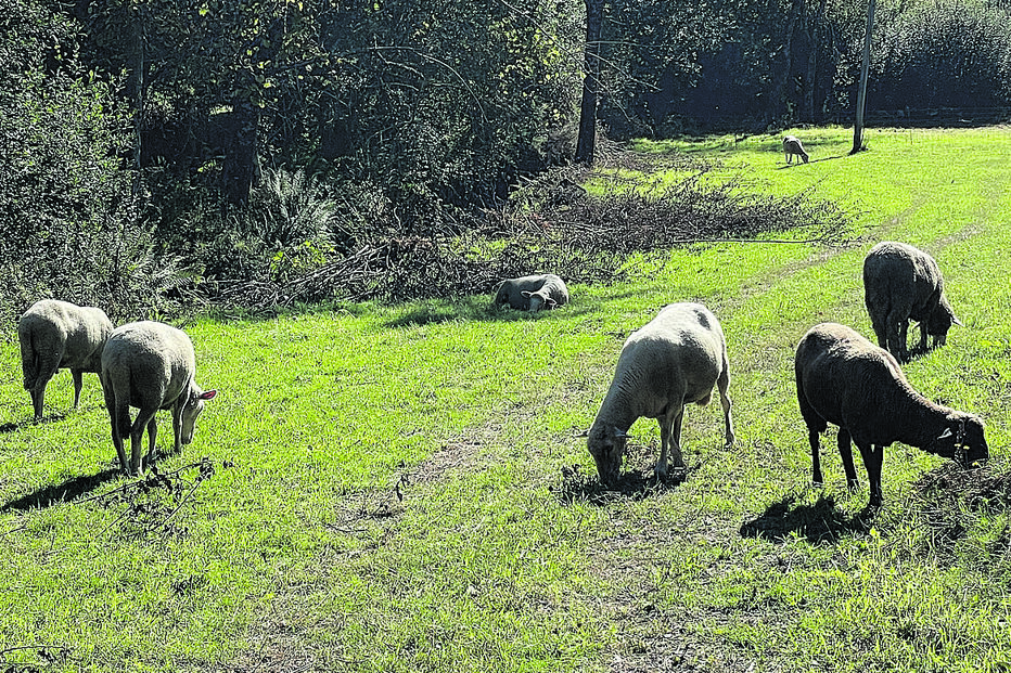 Ovelhas sem vigilância causaram acidente na Estrada Nacional 102