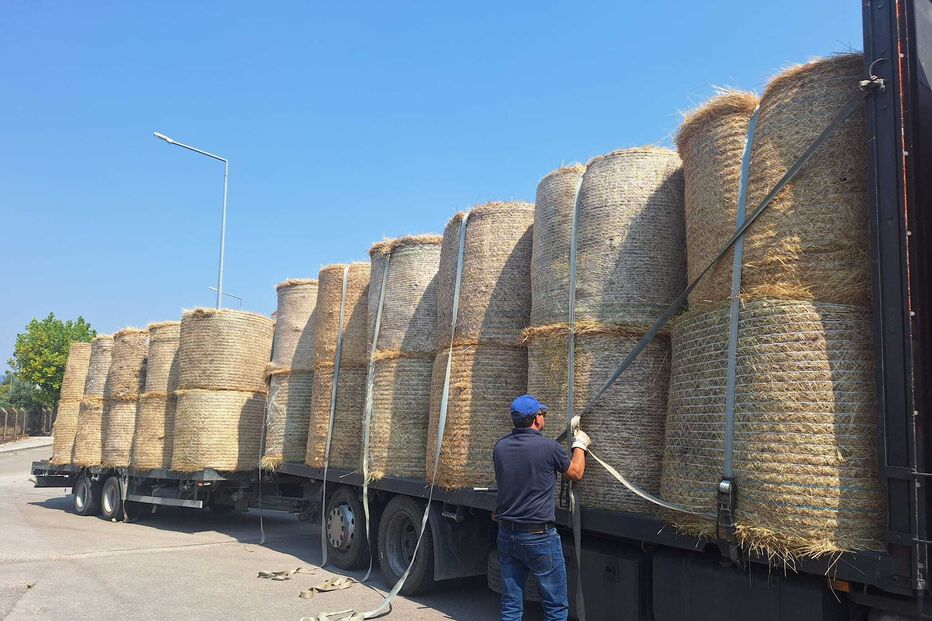 Caçadores distribuem palha e feno em zonas de caça afetadas pelos incêndios na Lousã e Estrela