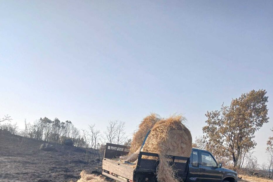 Caçadores alimentam animais selvagens em zonas de caça afetadas por incêndios na Lousã e Serra da Estrela