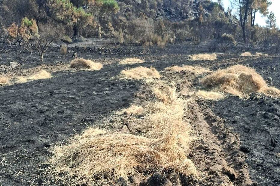 Caçadores alimentam animais selvagens em áreas ardidas nas serras da Lousã e da Estrela