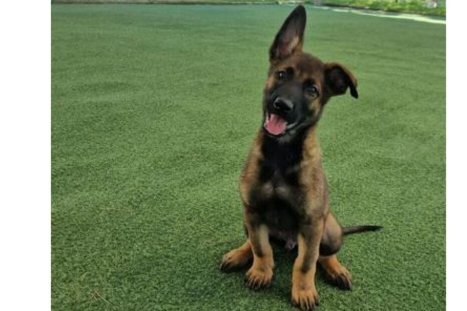 Cachorro da GNR treina em relvado para missões de segurança e proteção