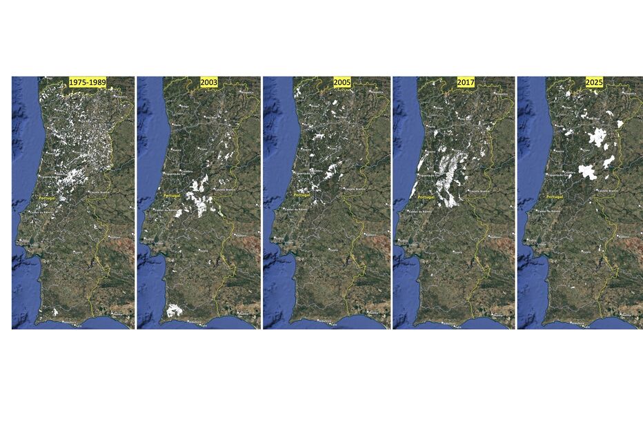 Portugal: área ardida em 2025 é a terceira maior desde 2002