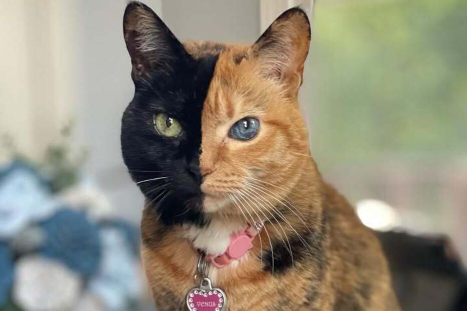 Venus, the Two Faced Cat