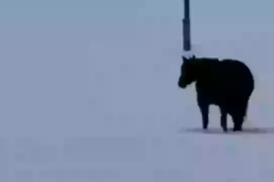 Desafio: Para onde caminha o cavalo?