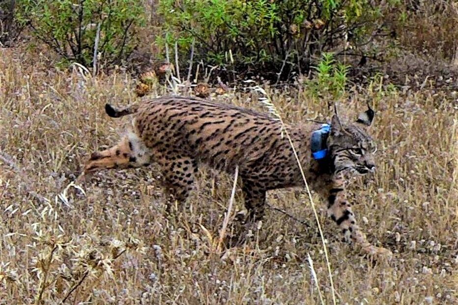 Lítio nasceu em cativeiro em Espanha em 2014