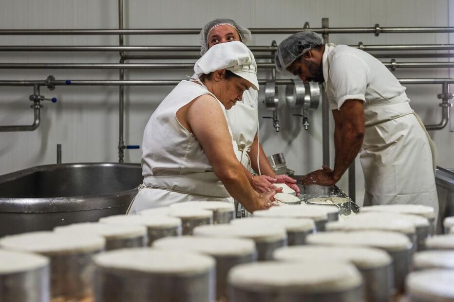 Pastores e queijeiros na Covilhã procuram resistir depois do fogo levar o pasto