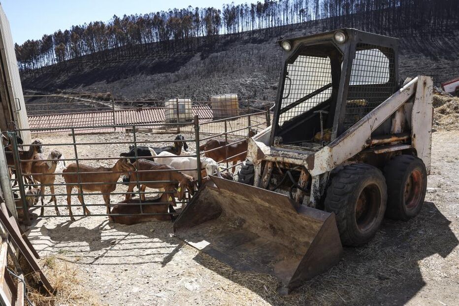 Pastores e queijeiros na Covilhã procuram resistir depois do fogo levar o pasto