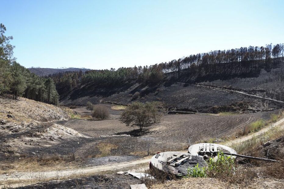 Pastores e queijeiros na Covilhã procuram resistir depois do fogo levar o pasto