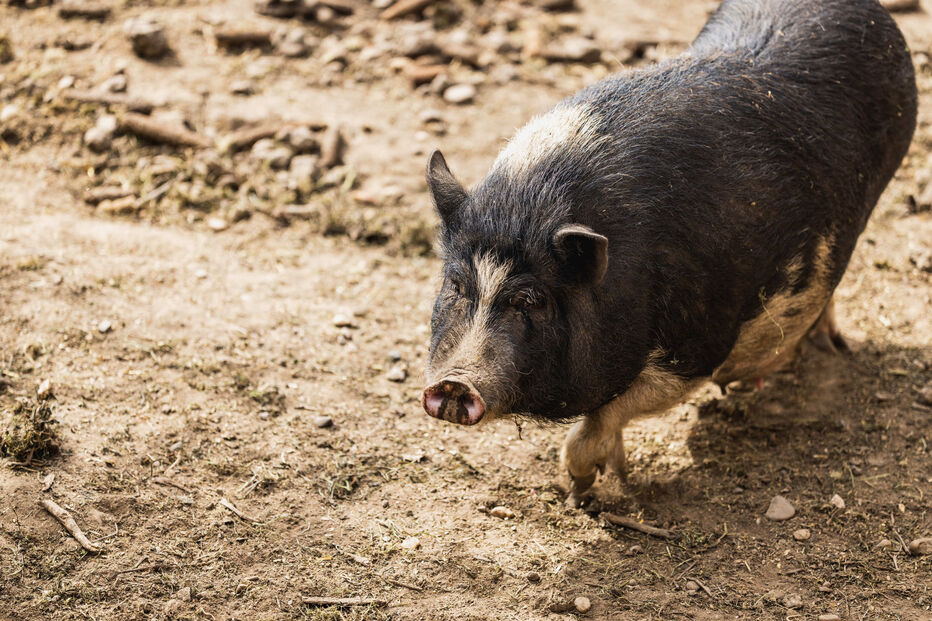 Porcos vietnamitas ganham popularidade como animais de estimação