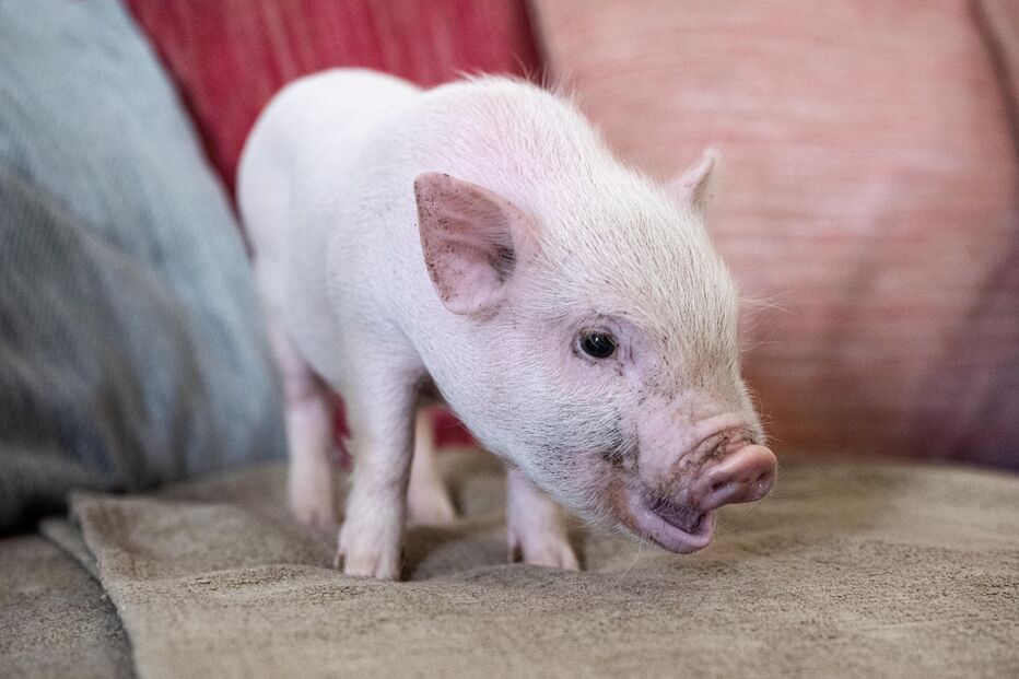 Mini Pig