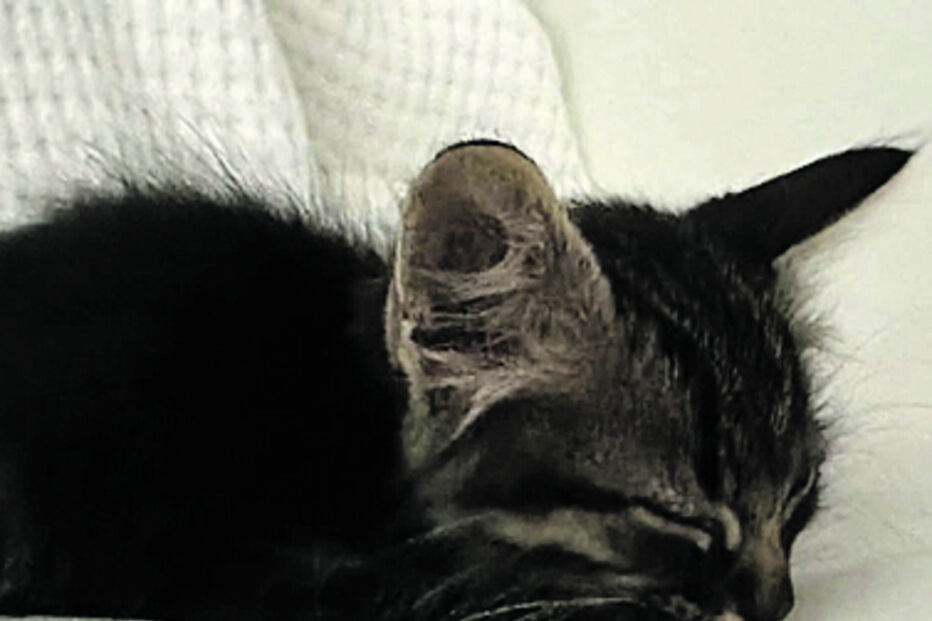 Santiago, o gato de Ventura