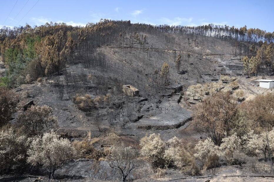 Fogo torna difícil futuro de aldeia do Fundão que ganhou nova vida com a cereja