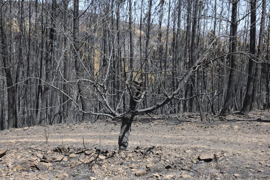 Fogo torna difícil futuro de aldeia do Fundão que ganhou nova vida com a cereja