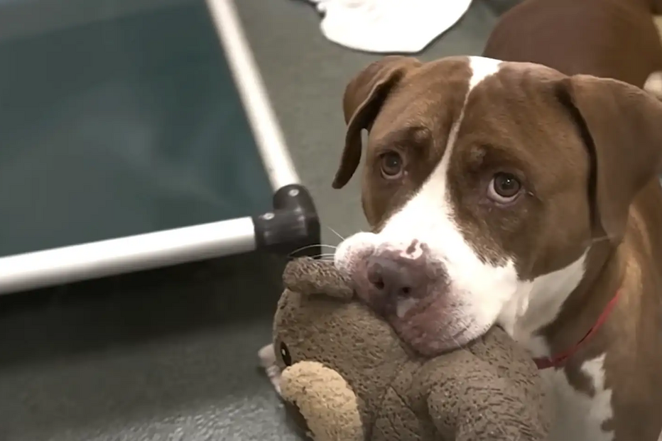 Peanut - Humane Society of Broward County