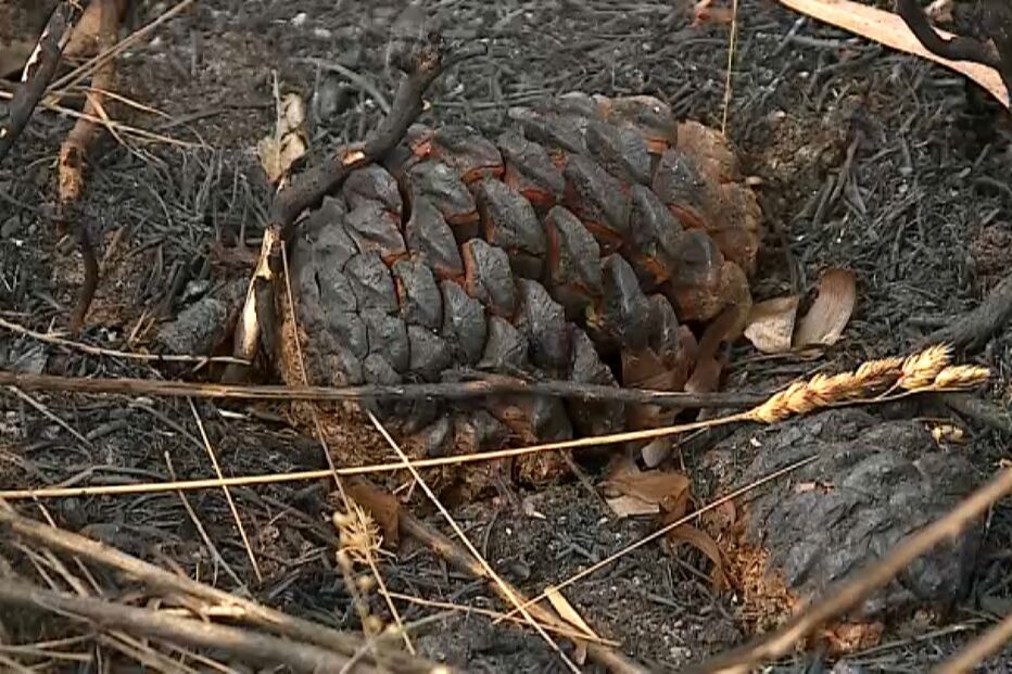 Terreno queimado com pinha e palha após incêndio florestal