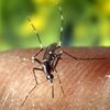 <![CDATA[ Cresce em Portugal a presença de mosquitos transmissores de dengue ]]>