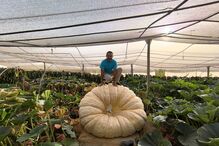 Agricultor algarvio bateu o próprio recorde nacional