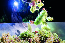 Gerações da Talha. Vindima noturna em Vila de Frades  