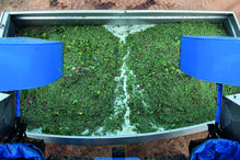 A vindima na Mingorra é ajustada para coincidir com as horas mais frescas