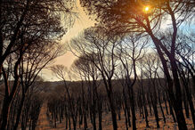 Incendiário vai ser julgado por atear quatro fogos nos concelhos de Monchique, Portimão e Lagos