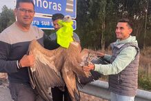 Voluntários resgatam grifo em Vouzela e asseguram recuperação da ave