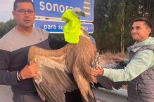 Homens resgatam grifo em Vouzela