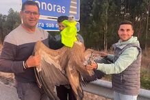 Homens resgatam grifo em Vouzela, assegurando proteção da vida selvagem