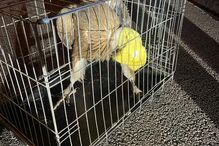 Ave resgatada em Vouzela, dentro de uma jaula e vestida com uma camisola amarela