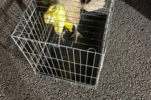 Pato resgatado em Vouzela recebe cuidados numa jaula