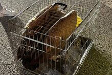 Ave selvagem resgatada em Vouzela aguarda recuperação em gaiola