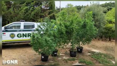 Mulher detida por cultivar plantas de canábis junto à habitação