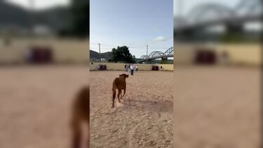 Paulo Núncio colhido por bezerro em evento realizado pelo CDS