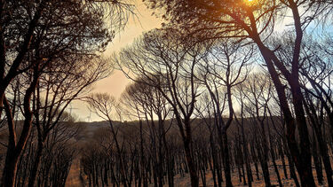 Incêndios foram ateados em zonas florestais