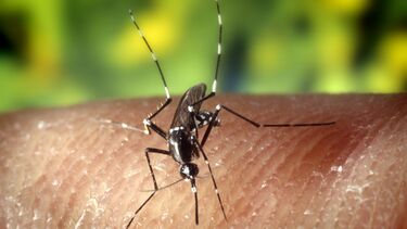 Mosquitos de dengue, zika e chikungunya com aumento significativo em Portugal