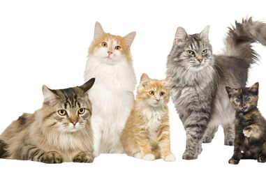 Gatos de diferentes raças