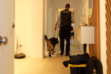 Apreendidas mais de duas toneladas de droga camuflada em peles de bovino. Há 19 detidos