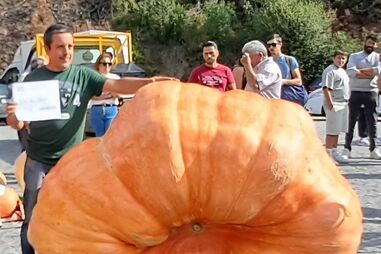 Abóbora pesa 857 quilos e venceu título de maior do país