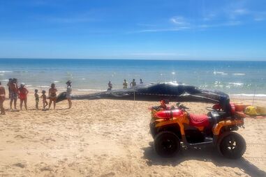 Cachalote de 14 toneladas arrojou na Ilha da Armona em Olhão